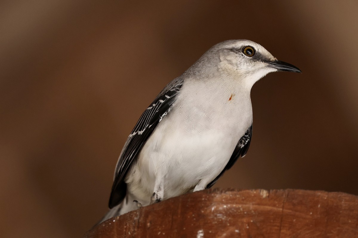 Tropikal Taklitçi - ML646153361