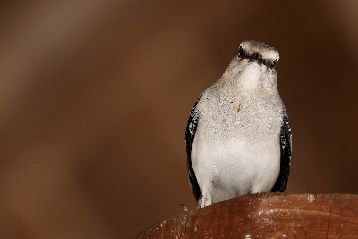 Tropikal Taklitçi - ML646153362