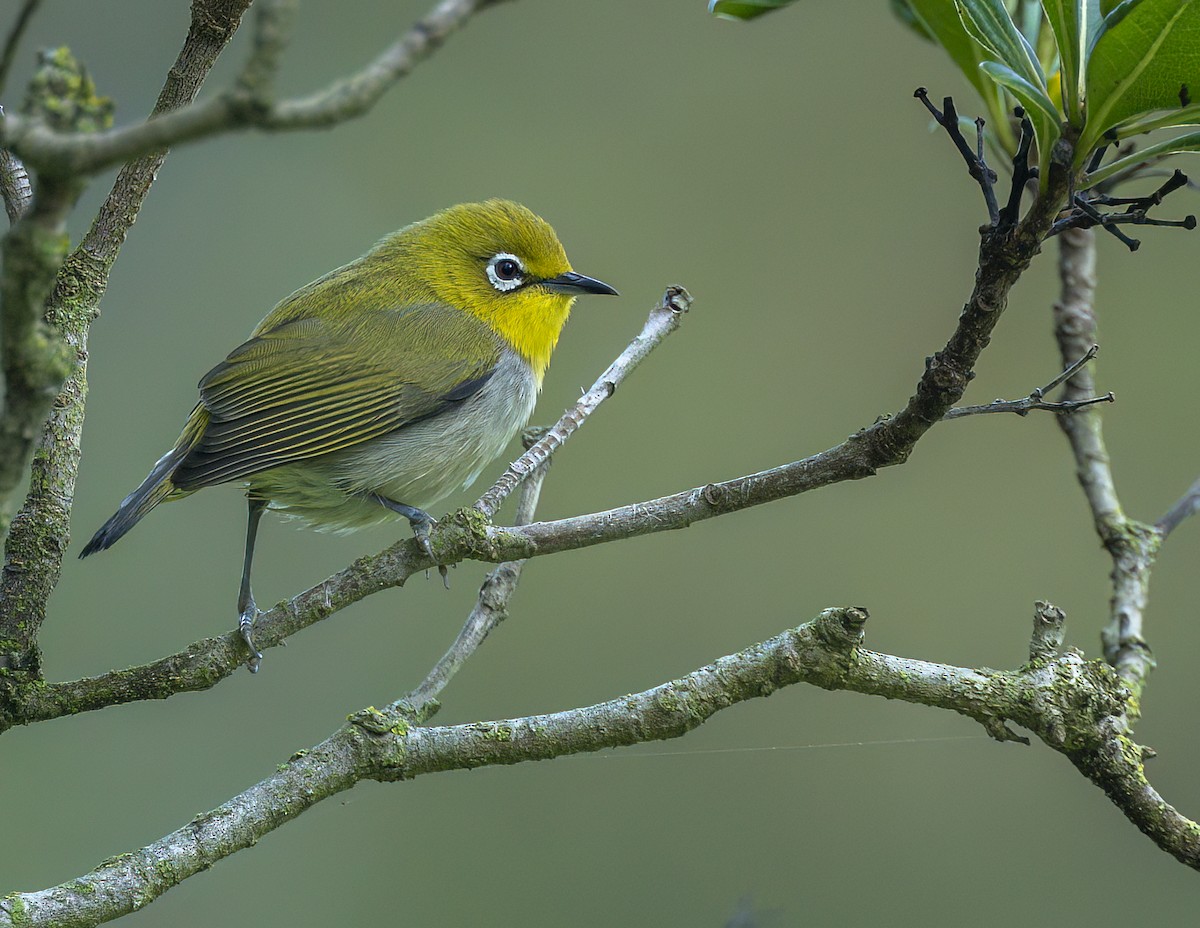 Swinhoe's White-eye - ML646153363