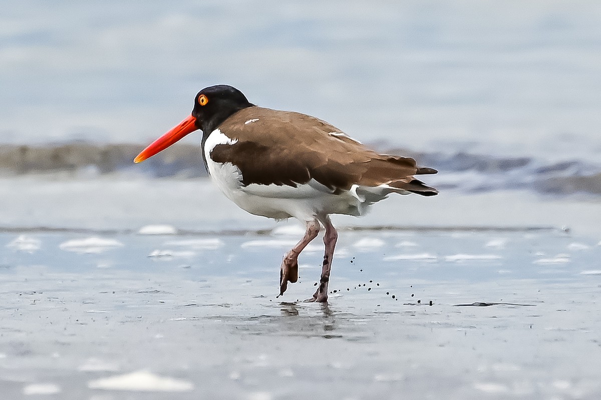 American Oystercatcher - ML646153366
