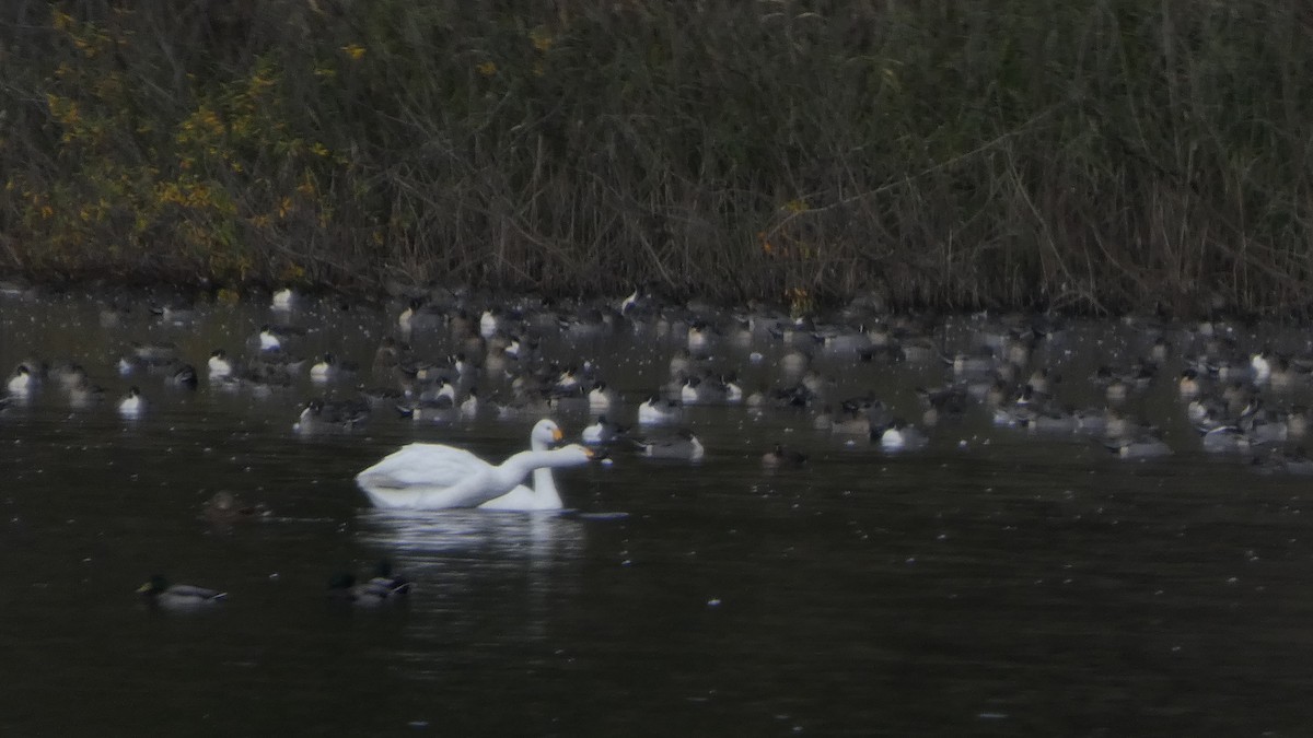 ostralka štíhlá - ML646153368