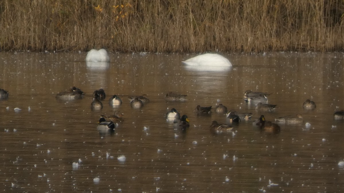 ostralka štíhlá - ML646153369