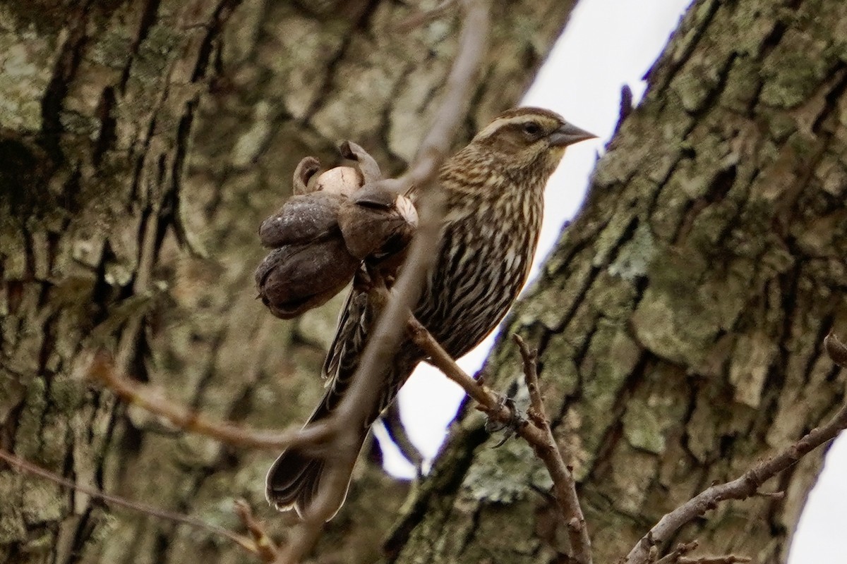 Red-winged Blackbird - ML646153376