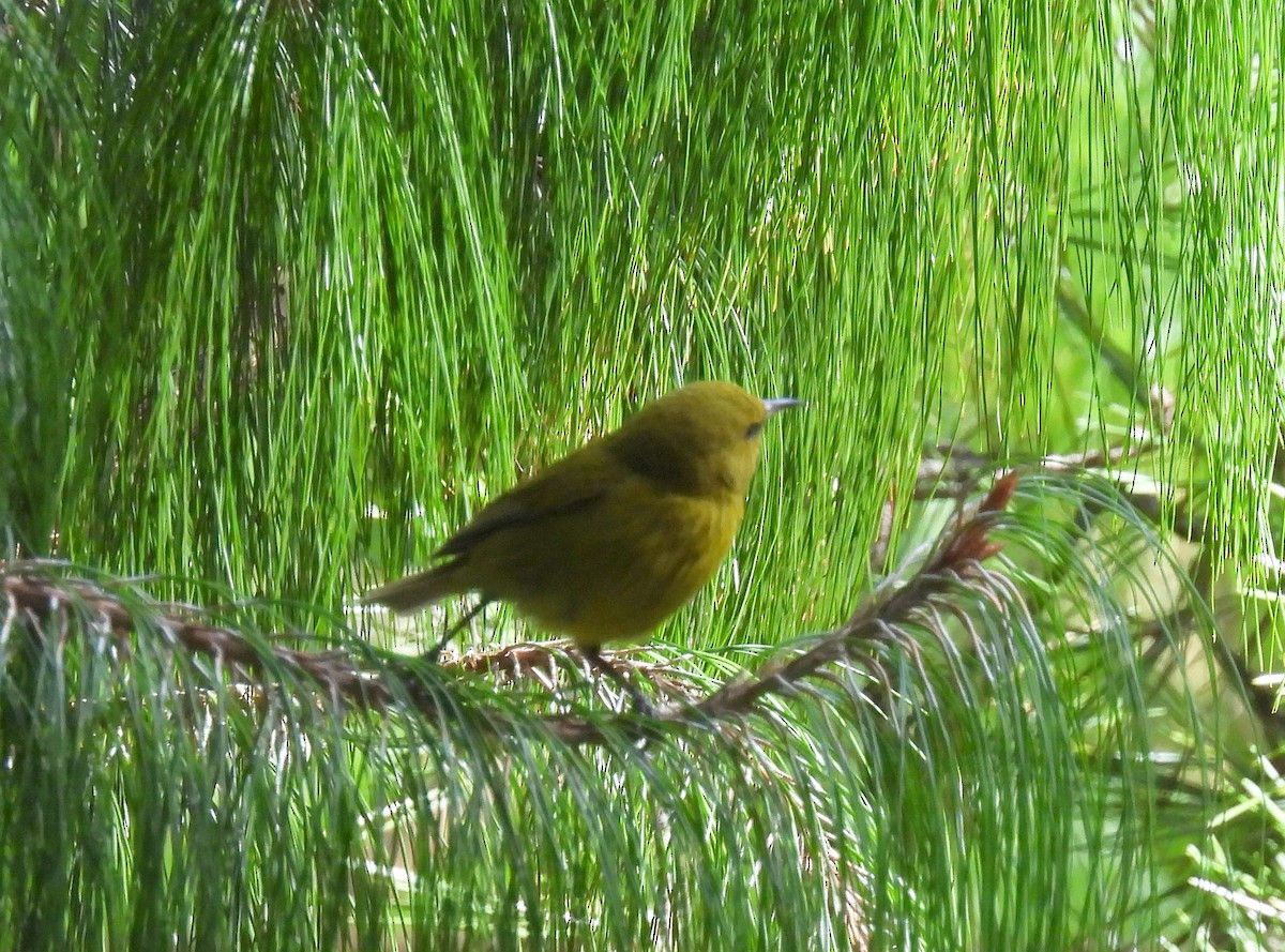 Hawaii Amakihi (Maui) - ML646153377