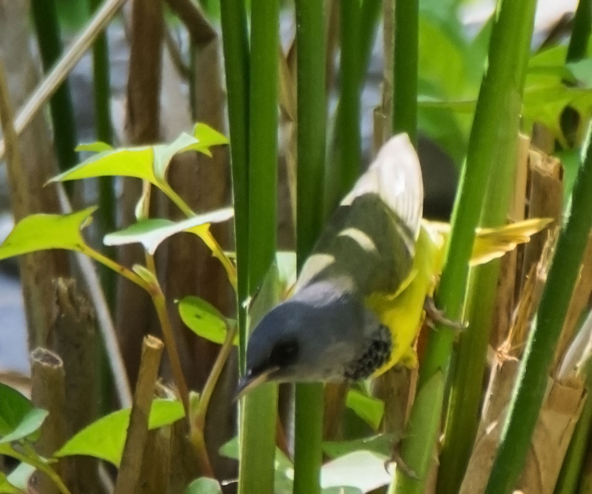 Mourning Warbler - ML646153381