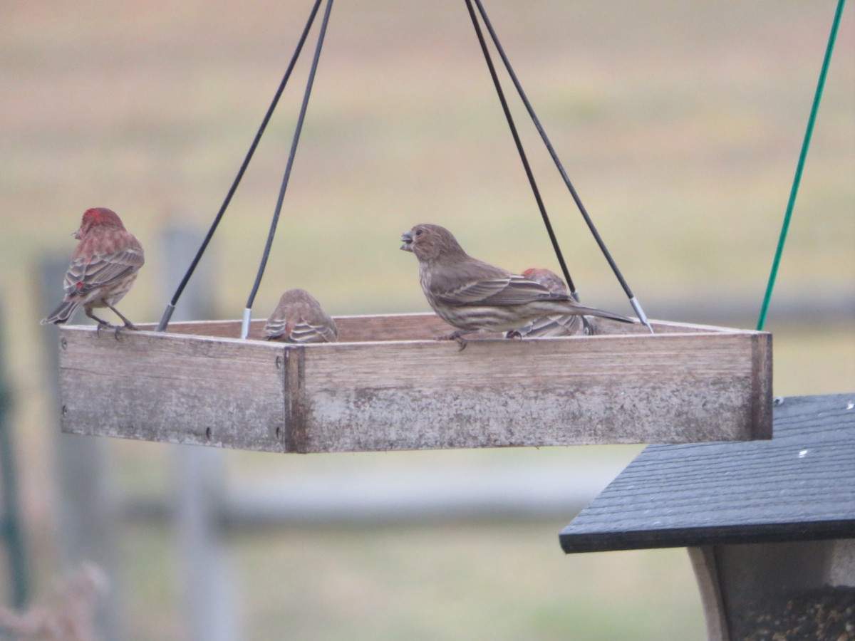 House Finch - ML646153390