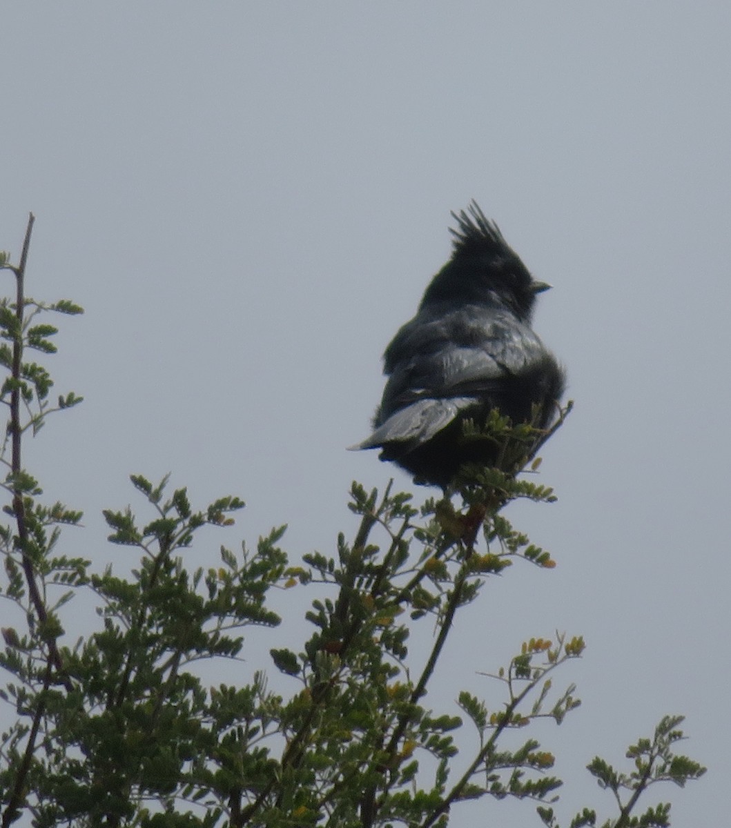 Phainopepla - ML646153393