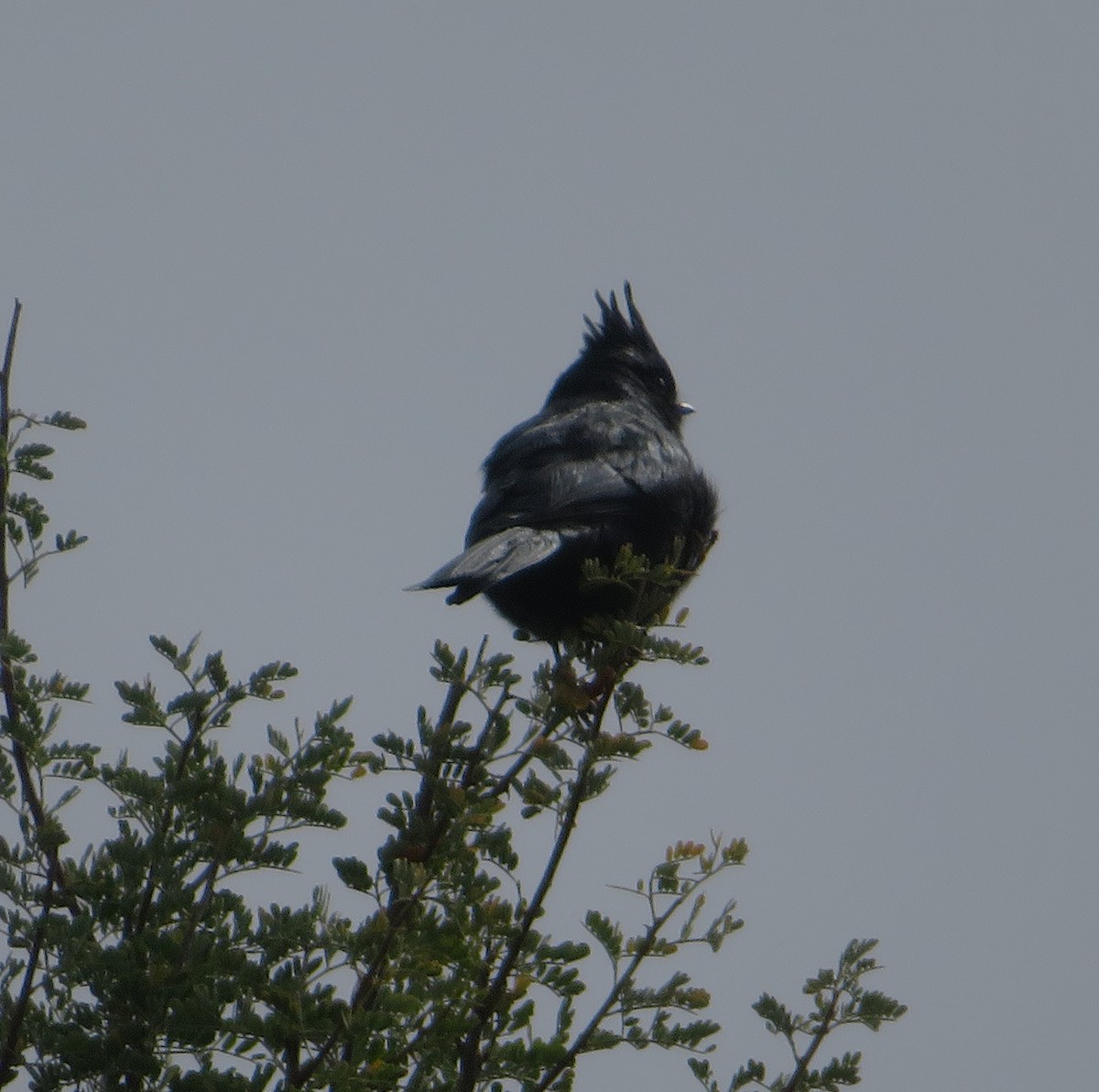 Phainopepla - ML646153394