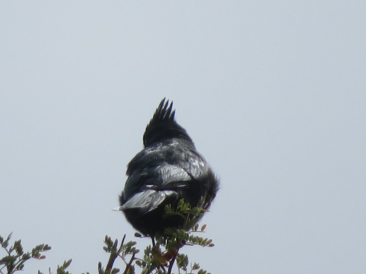 Phainopepla - ML646153395