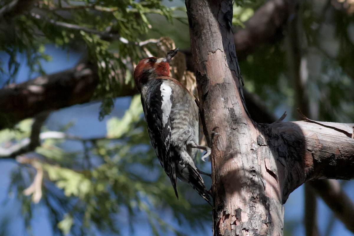 Red-breasted Sapsucker - ML646153396