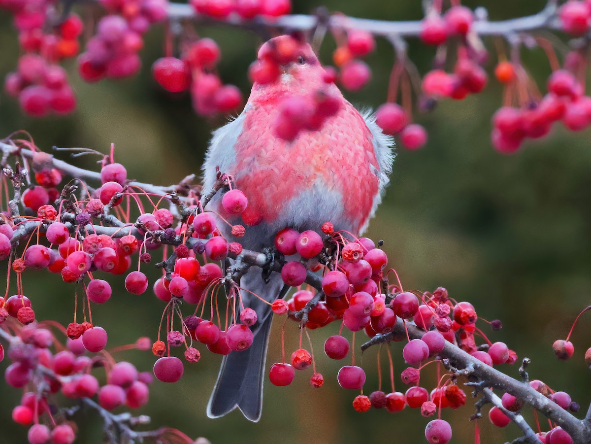 Tayga Çütresi - ML646153398