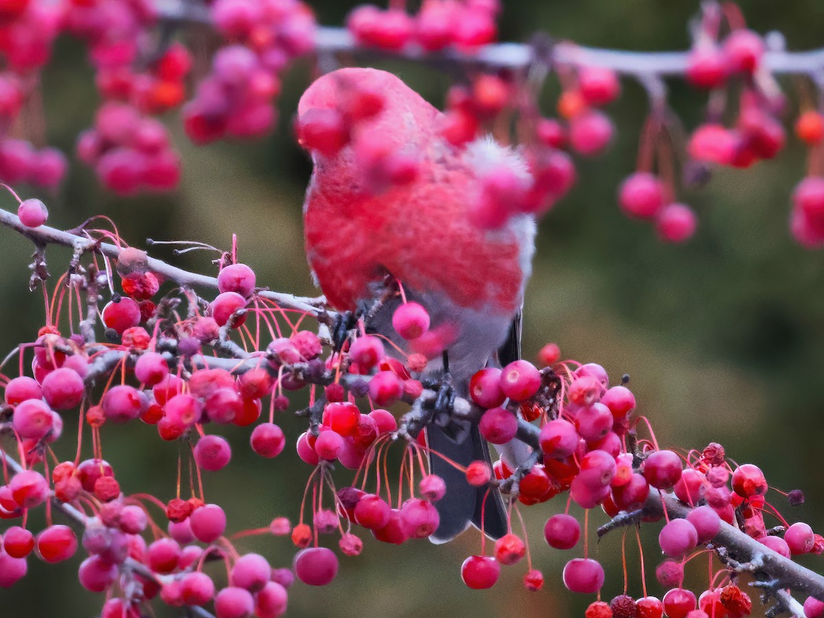 Tayga Çütresi - ML646153399