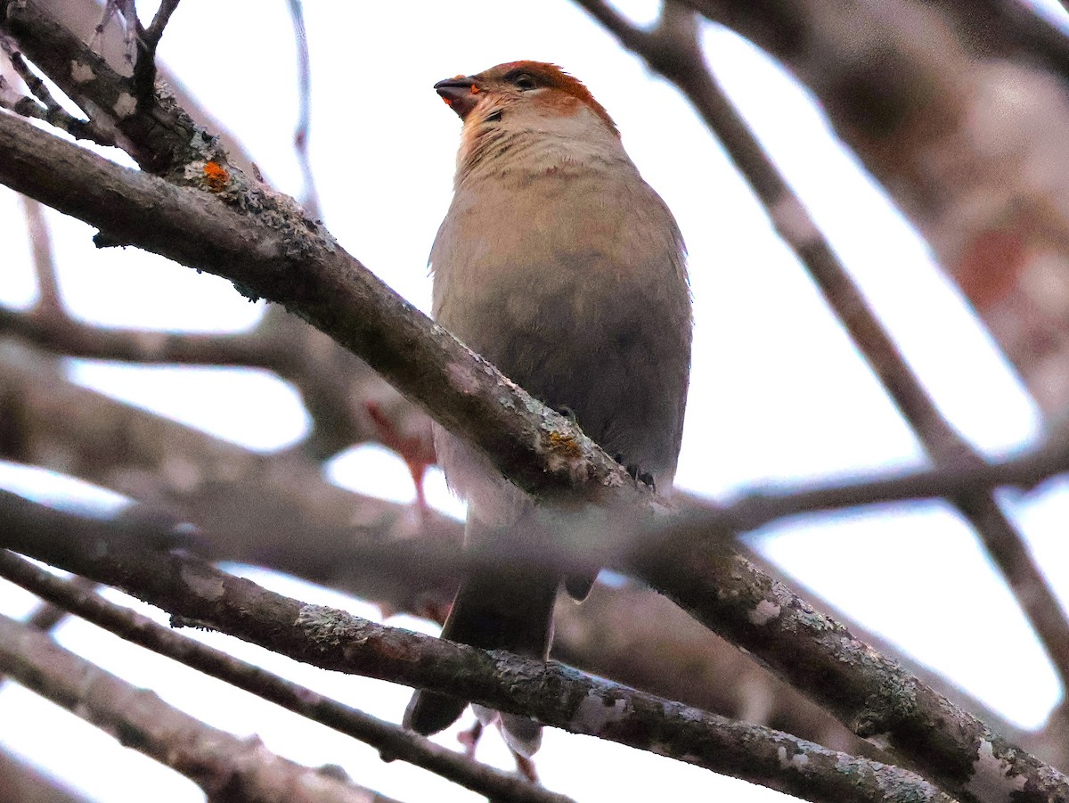 Tayga Çütresi - ML646153400