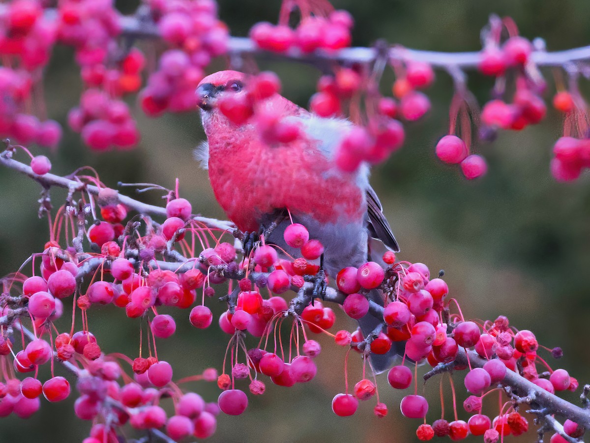 Tayga Çütresi - ML646153402