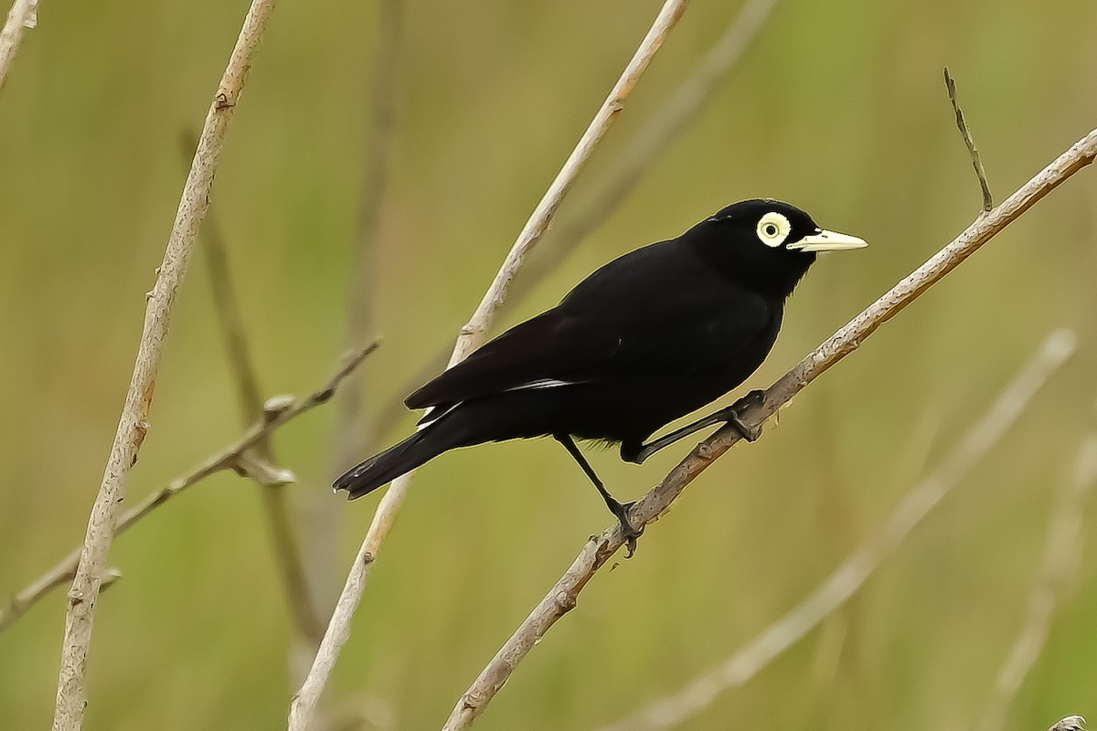 Spectacled Tyrant - ML646153409