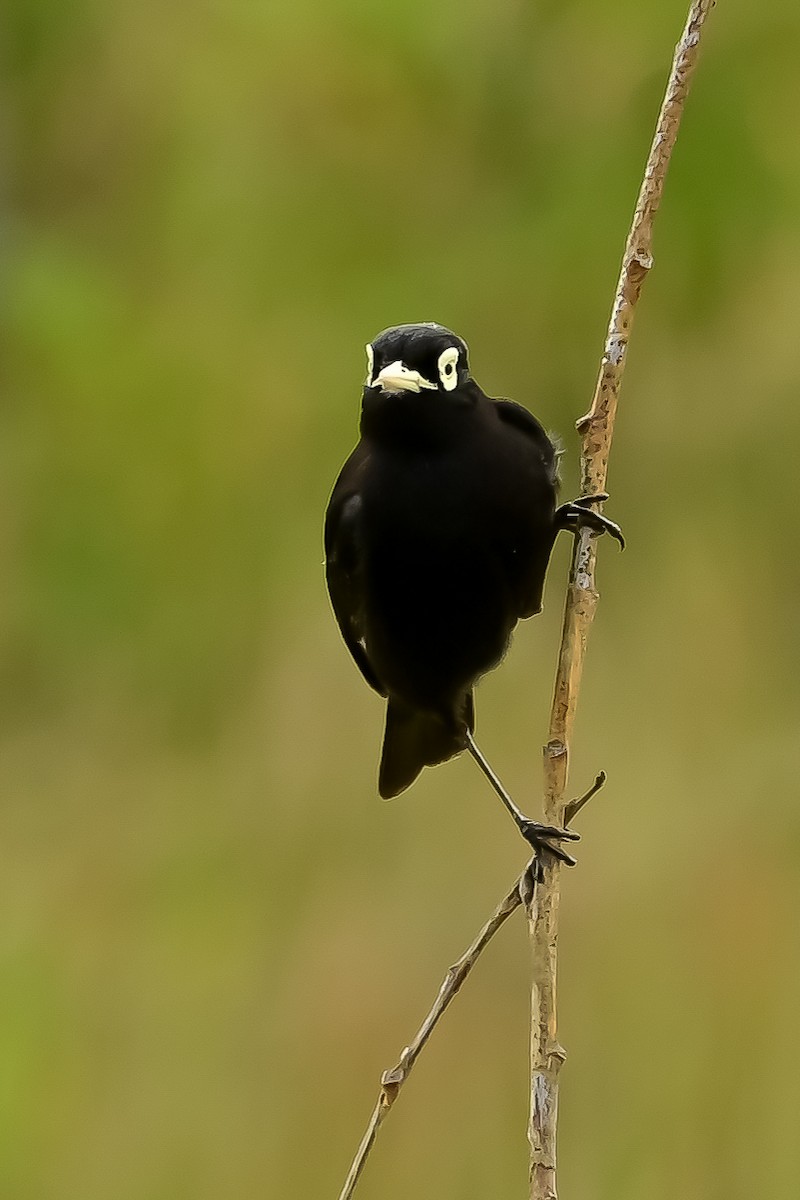 Spectacled Tyrant - ML646153410