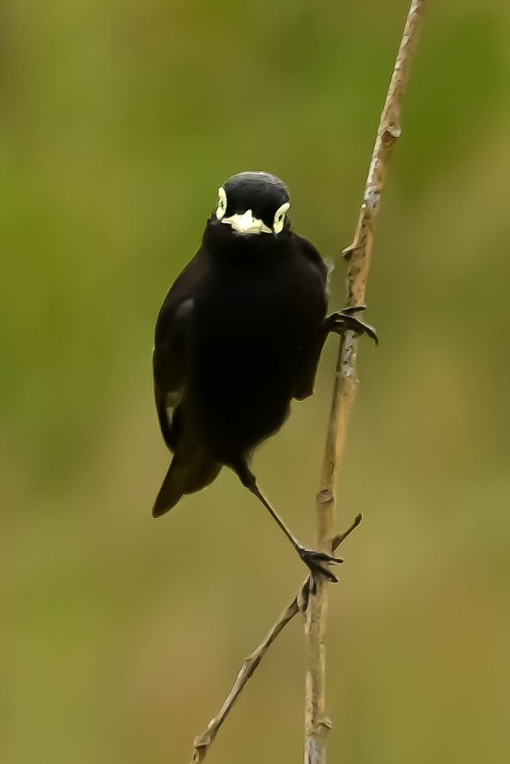 Spectacled Tyrant - ML646153411