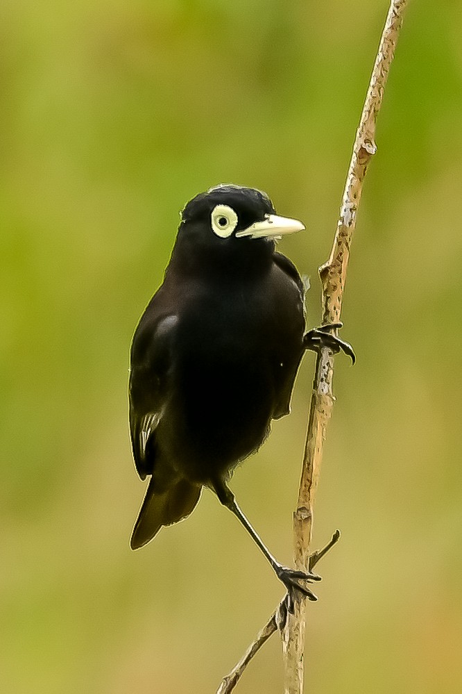 Spectacled Tyrant - ML646153412