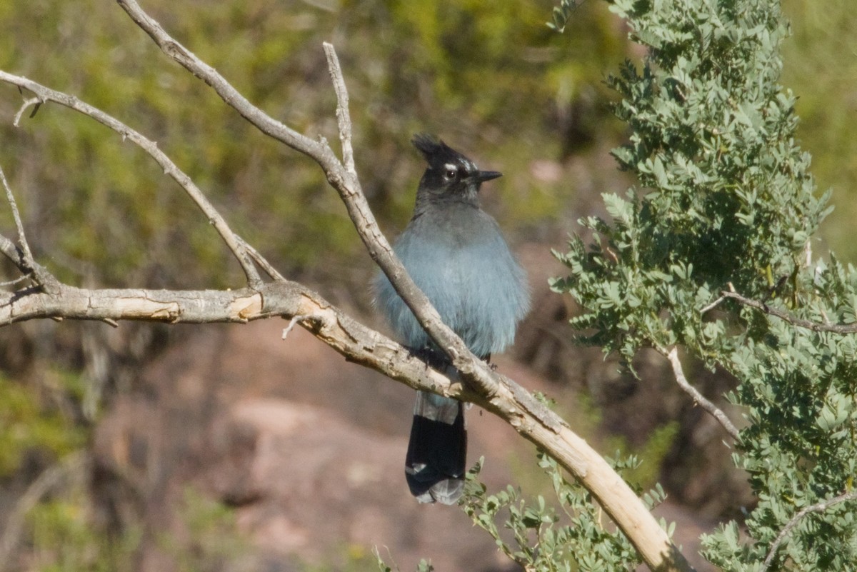 Steller's Jay (Southwest Interior) - ML646153413