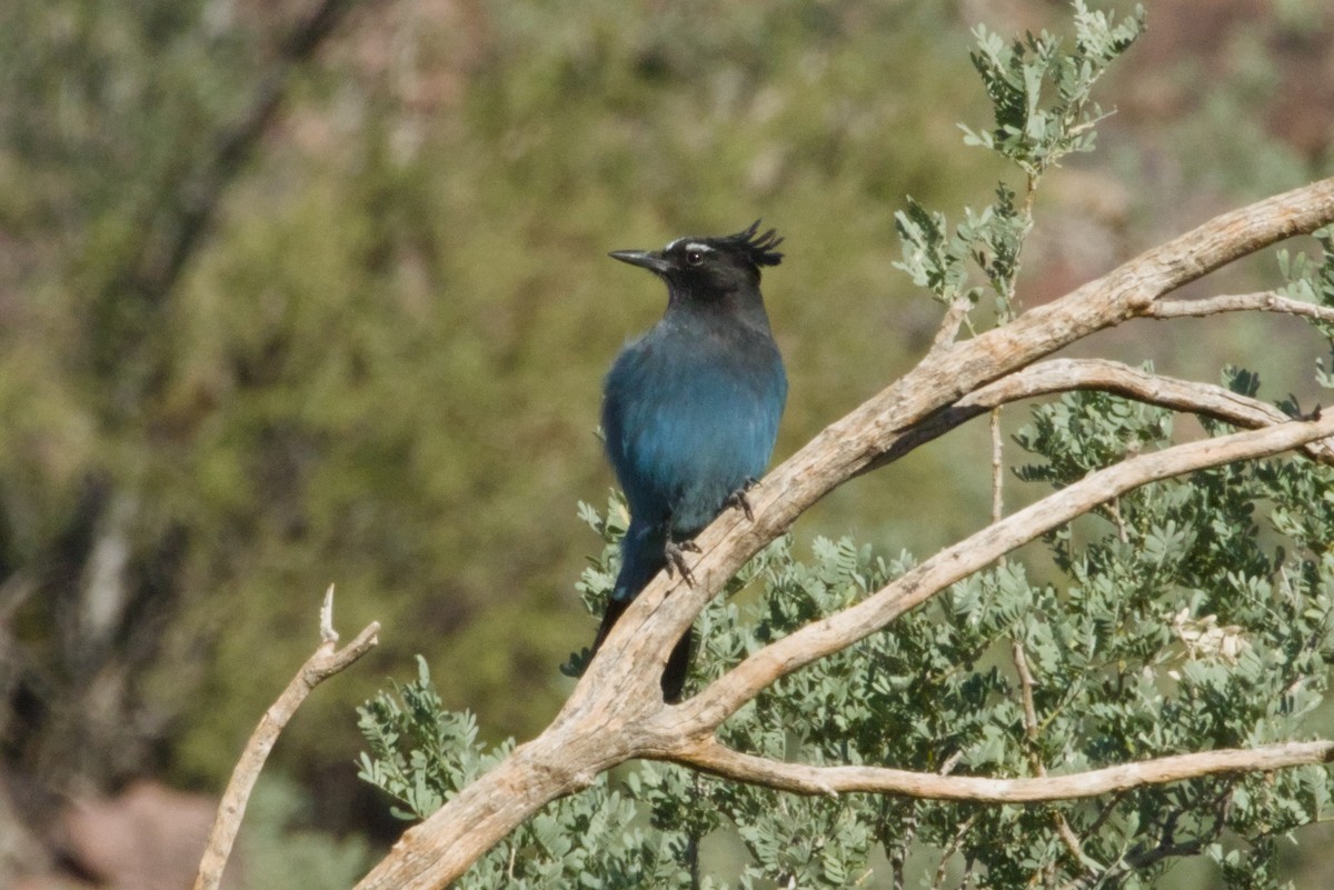 Steller's Jay (Southwest Interior) - ML646153415