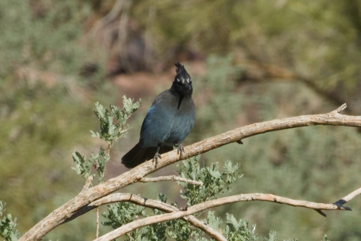 Steller's Jay (Southwest Interior) - ML646153416