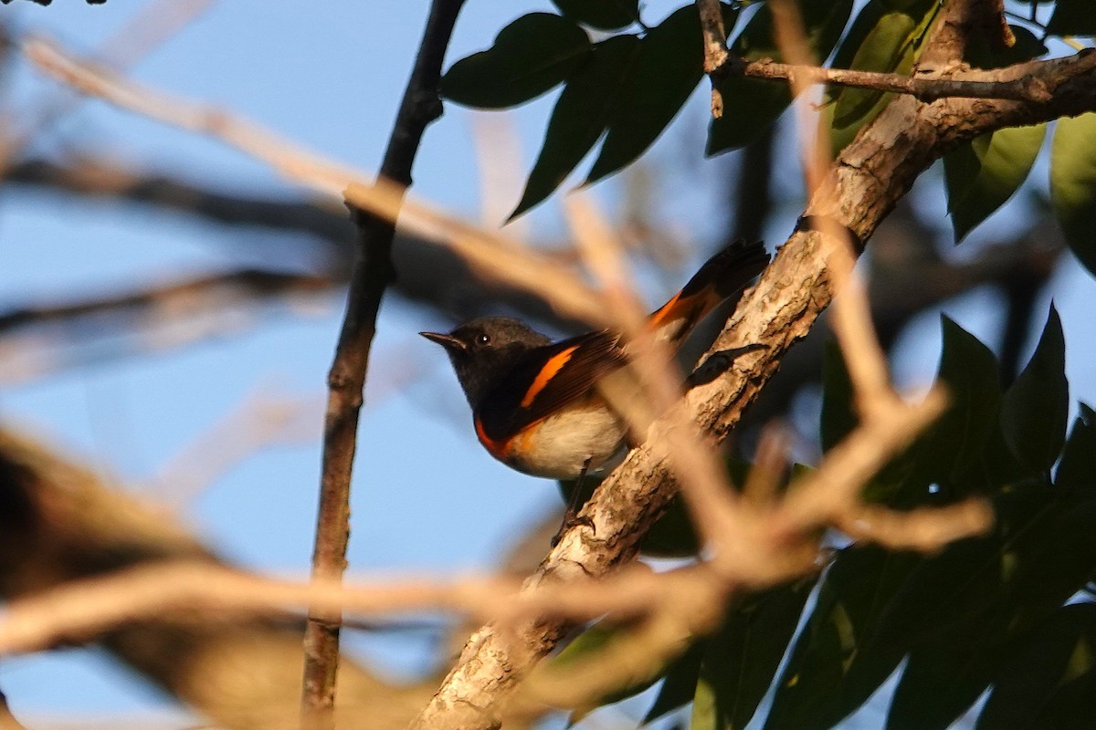 American Redstart - ML646153421