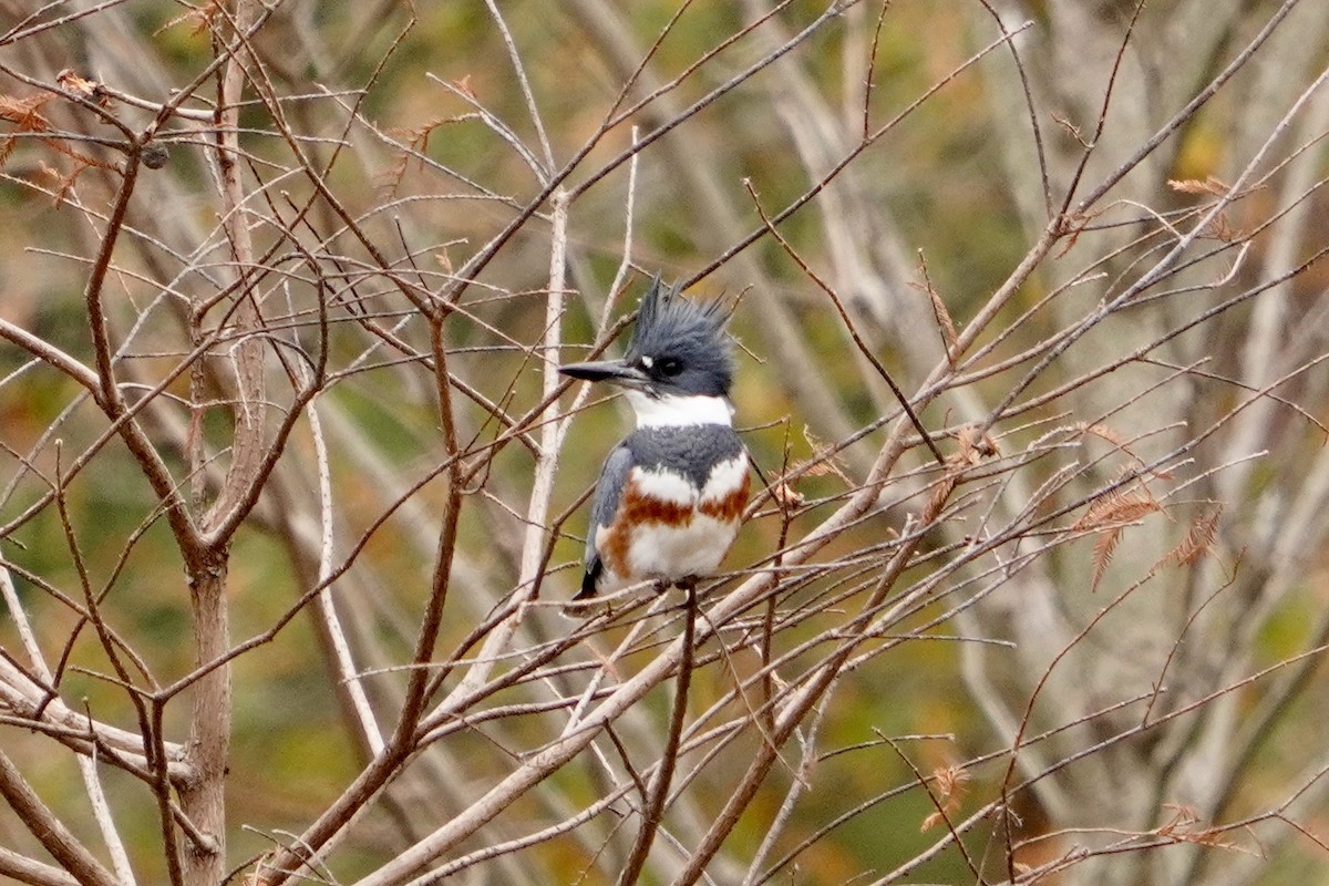 Belted Kingfisher - ML646153423