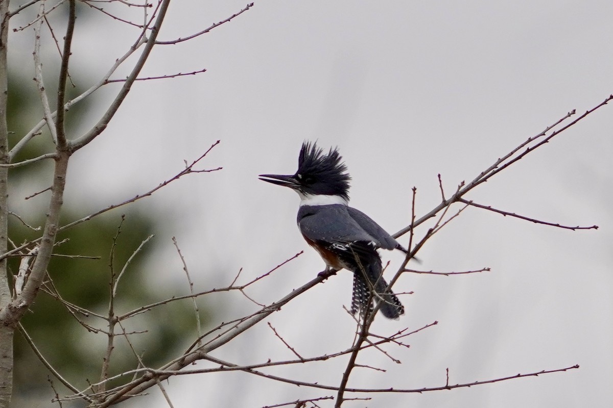 Belted Kingfisher - ML646153424