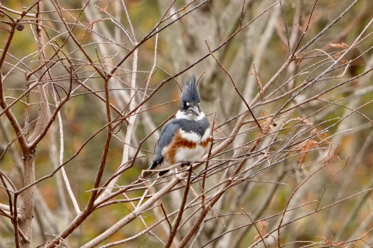 Belted Kingfisher - ML646153425