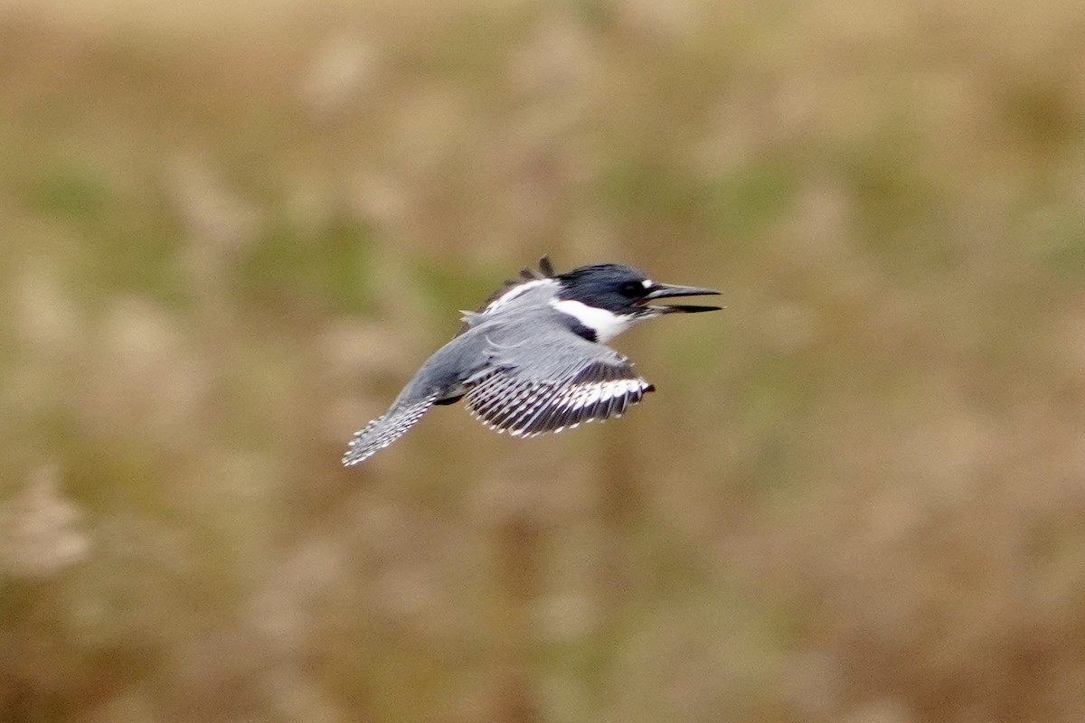 Belted Kingfisher - ML646153426
