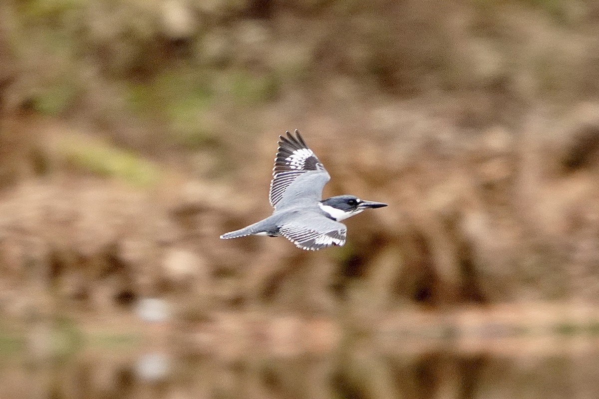 Belted Kingfisher - ML646153427