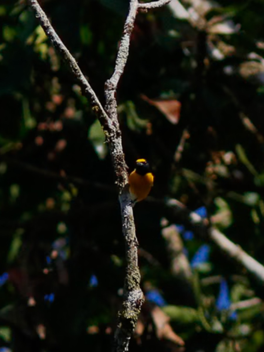 White-vented Euphonia - ML646153428