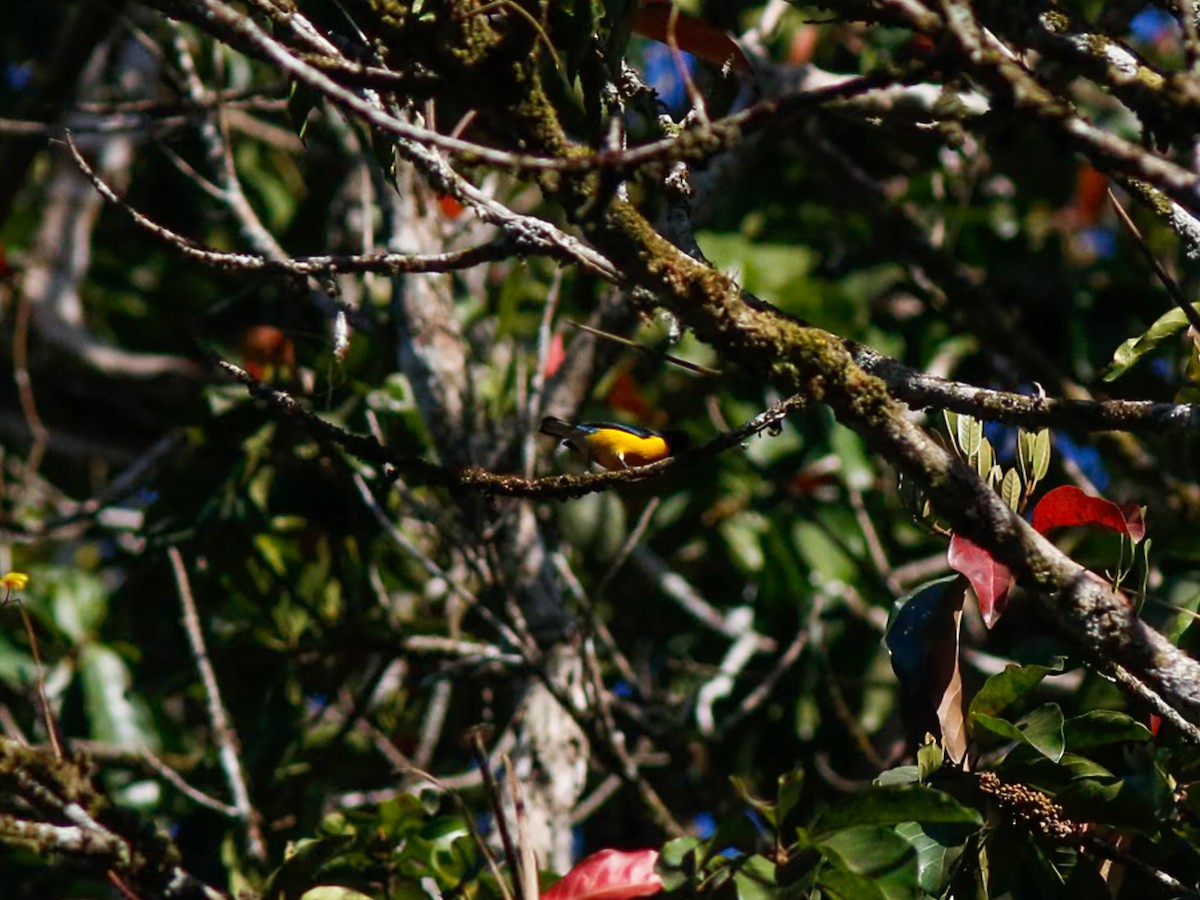 White-vented Euphonia - ML646153429