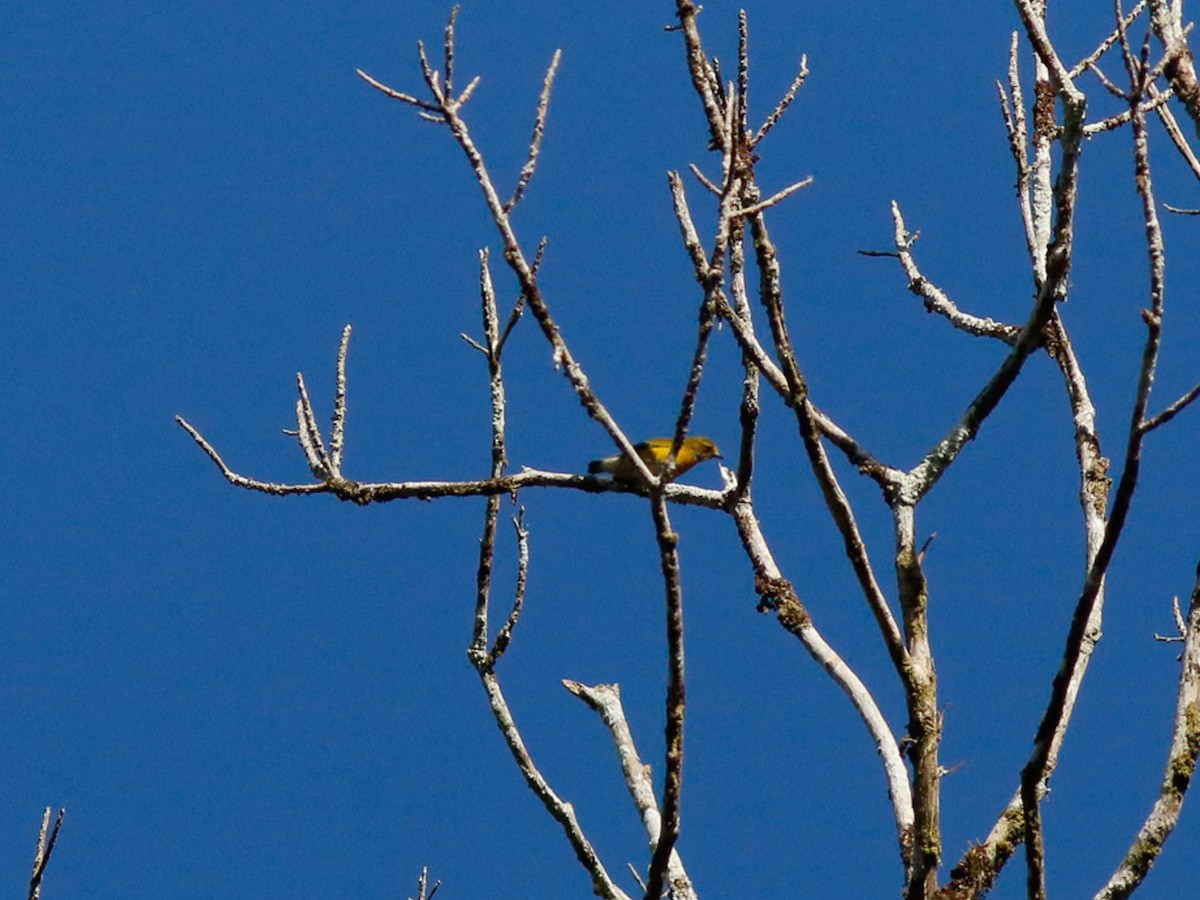 White-vented Euphonia - ML646153430