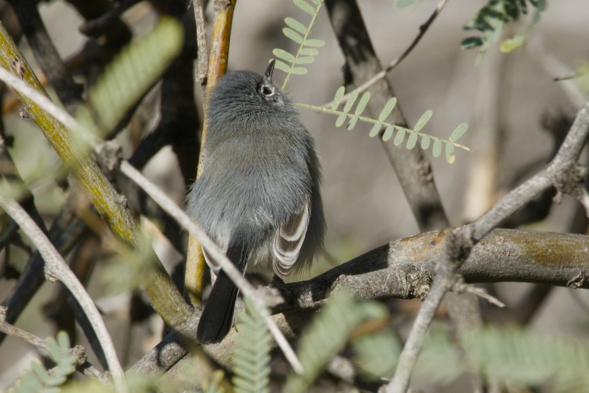 Black-tailed Gnatcatcher - ML646153432