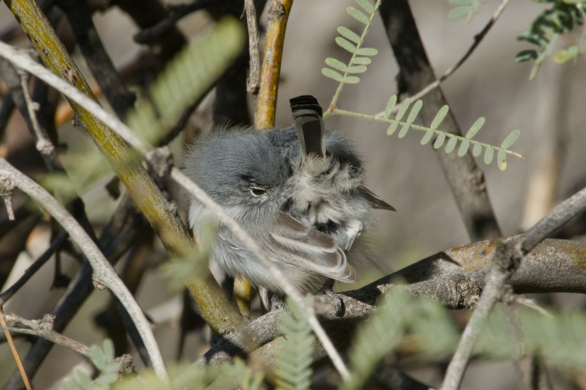 Black-tailed Gnatcatcher - ML646153433