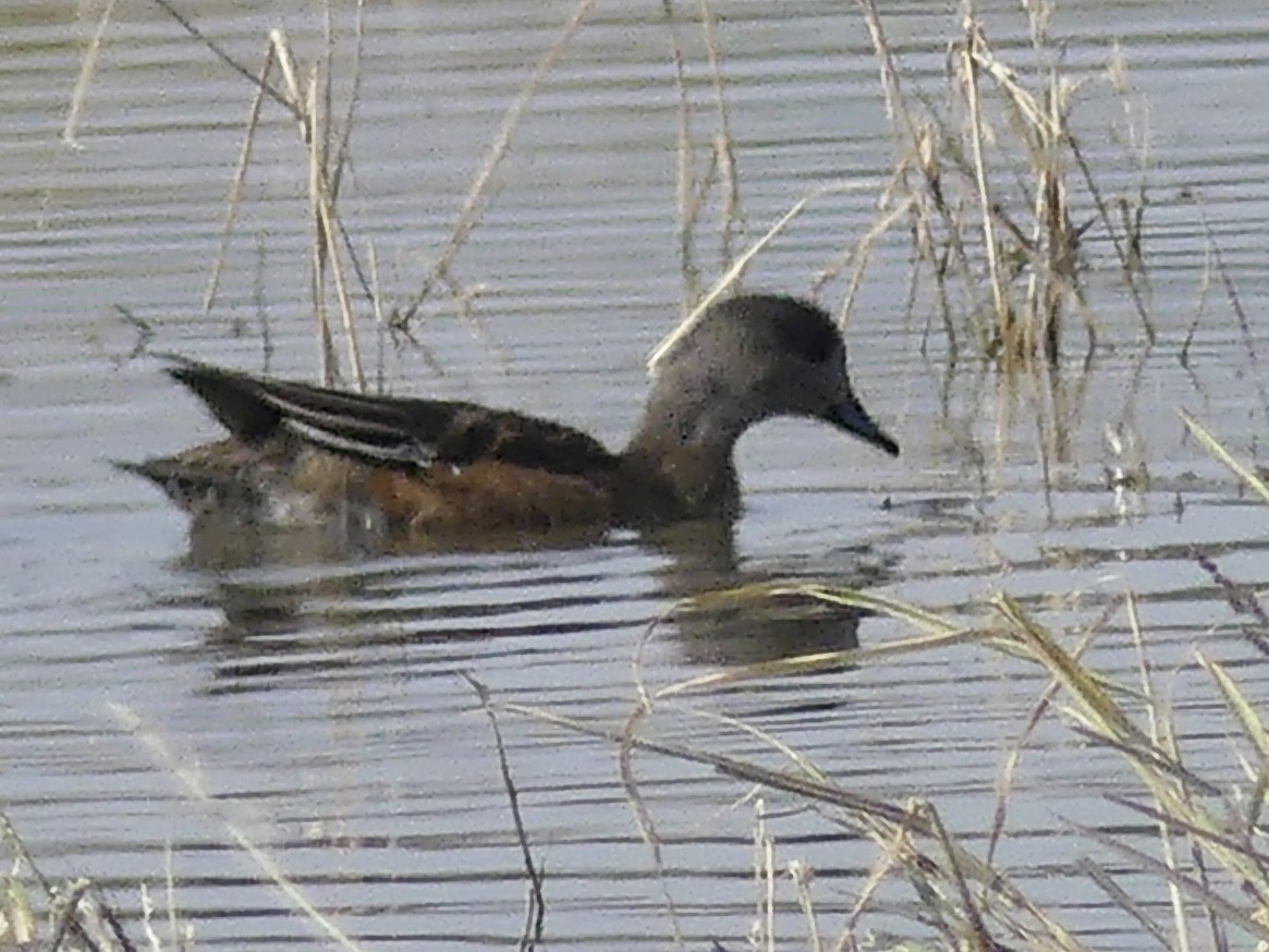American Wigeon - ML646153436
