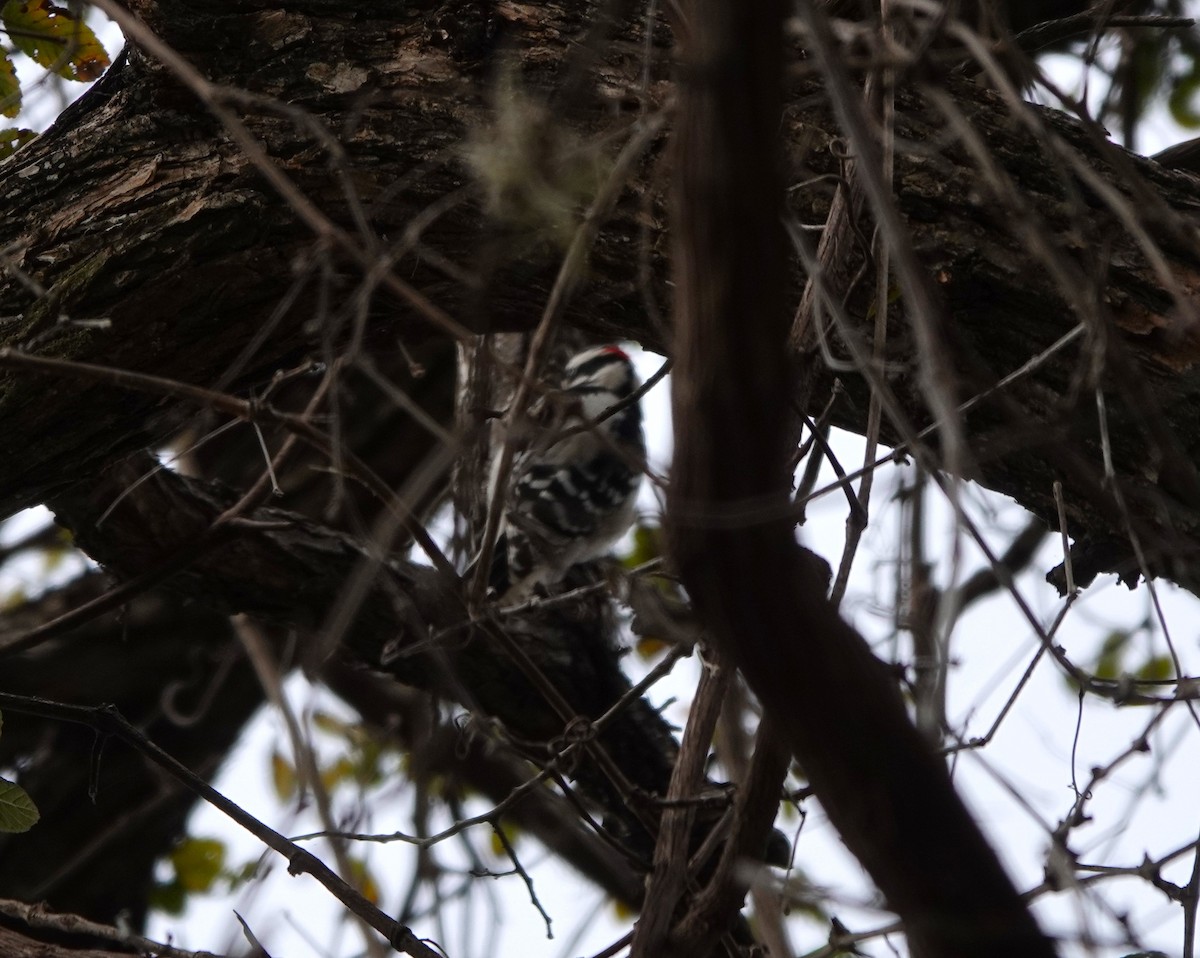 Downy Woodpecker - ML646153437