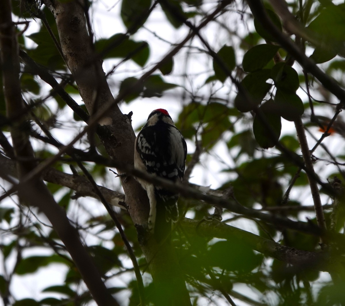 Downy Woodpecker - ML646153438