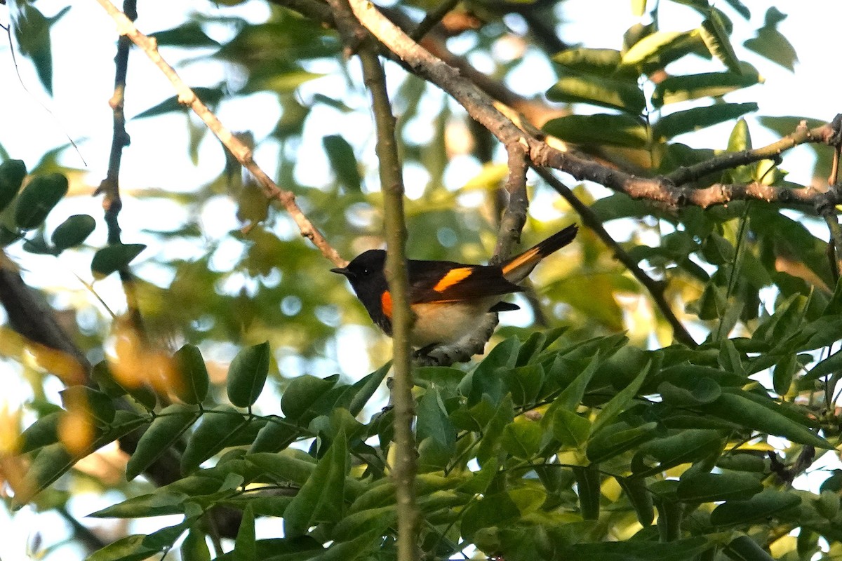 American Redstart - ML646153440