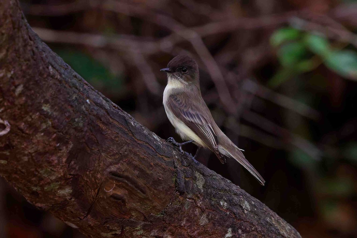 Eastern Phoebe - ML646153441
