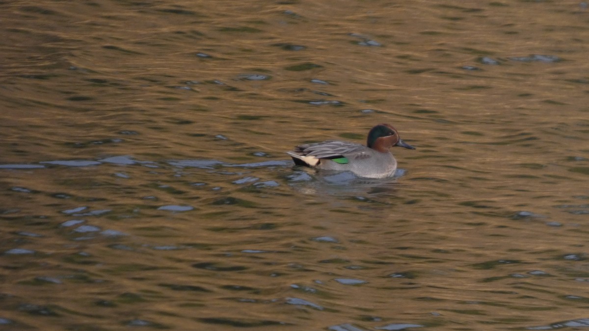 Green-winged Teal - ML646153442