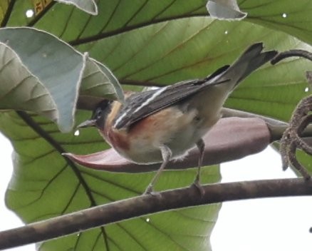 Bay-breasted Warbler - ML646153443