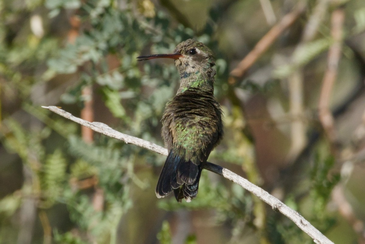 Broad-billed Hummingbird - ML646153444