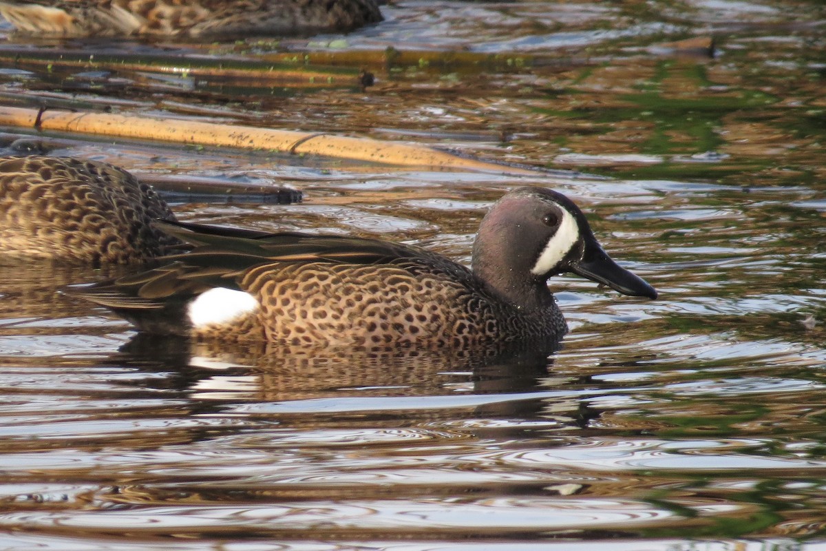 Blue-winged Teal - ML646153445
