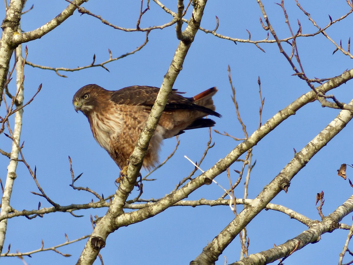Red-tailed Hawk - ML646153446
