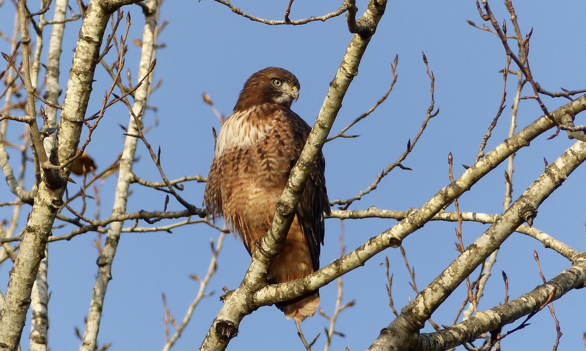 Red-tailed Hawk - ML646153447