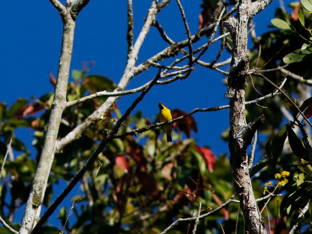 Yellow-bellied Dacnis - ML646153448