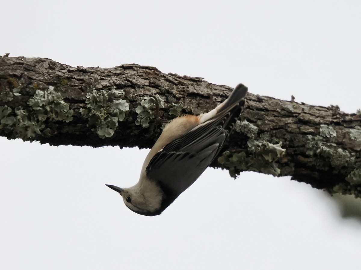 White-breasted Nuthatch - ML646153449