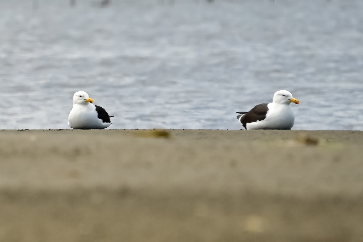 Kelp Gull - ML646153450